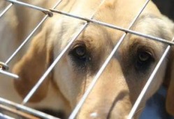 娱乐吃瓜酱中狗妈